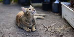 Gadis Mendadak Lumpuh Usai Gendong dan Elus Kucing Liar