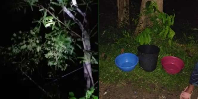 Geger Pohon Petai `Menangis` Tiap Malam