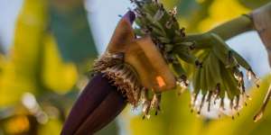 Geger Jantung dan Buah Pisang di Madura Tumbuh Tanpa Batang Pohon