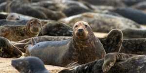 Haramkah Daging Anjing Laut dan Babi Laut?