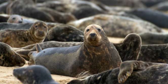 Haramkah Daging Anjing Laut dan Babi Laut?
