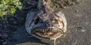 Warga Heboh Temukan Ikan Buas Berwajah Monster di Trotoar