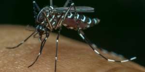 Waspada, Jam-jam Berikut Nyamuk DBD Menggigit Anak di Sekolah