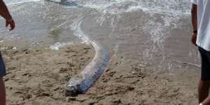Geger Ikan Langka Oarfish di Jepang, Diyakini Pertanda Datangnya Tsunami Besar