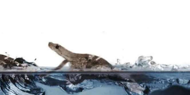 Ilmuwan Oxford Ungkap Rahasia `Super Hero` Dunia Reptil