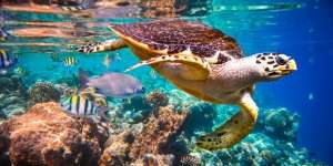 Perubahan Iklim Akan Ubah Warna Laut Jadi Lebih Hijau