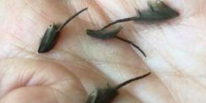 Ditemukan Bergerak-gerak di Dapur, Makhluk Aneh Ini Bikin Geger