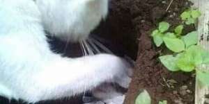 Video Viral Induk Kucing Cium Anaknya Sebelum Dikubur