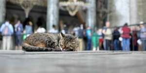 Ada Kucing Duduk di Tempat Sujud Saat Sholat, Harus Bagaimana?