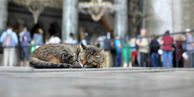 Ada Kucing Duduk di Tempat Sujud Saat Sholat, Harus Bagaimana?