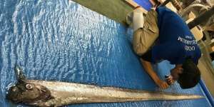 Ikan Aneh Muncul, Warga Jepang Waspada Gempa dan Tsunami