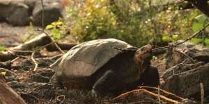 Punah Bertahun-tahun, Jejak Kura-kura Galapagos Ditemukan