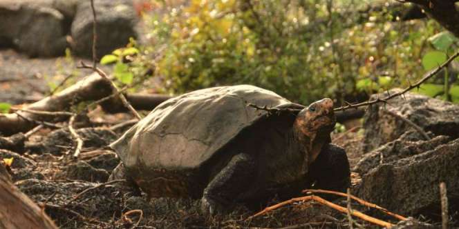 Punah Bertahun-tahun, Jejak Kura-kura Galapagos Ditemukan