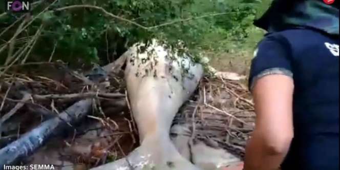 Misteri Bangkai Paus Bungkuk 10 Ton di Pedalaman Hutan Amazon