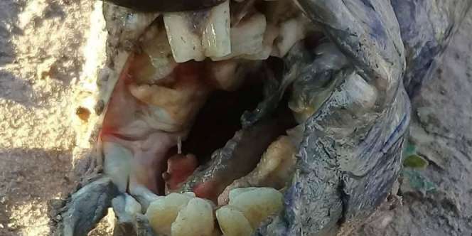 Geger! Petani Temukan 'Monster' Air Bergigi Mirip Manusia di Sawah