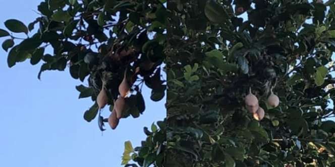 Kantong Misterius Tumbuh di Pohon, Saat Dibongkar Isinya Mengejutkan
