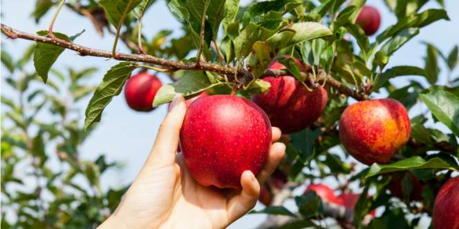 Doa Ketika Tanaman Berbuah
