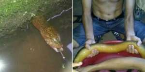 Tak Sengaja Temukan Belut Langka, Pria Ini Mendadak Jadi Jutawan