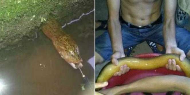 Tak Sengaja Temukan Belut Langka, Pria Ini Mendadak Jadi Jutawan