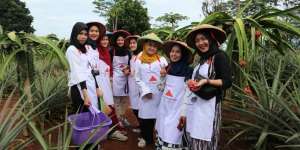 Serunya Panen di Perkebunan Buah Naga