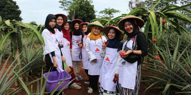 Serunya Panen di Perkebunan Buah Naga