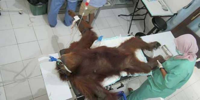 Kejam, Di Tubuh Orang Utan Ini Bersarang 74 Peluru Senapan Angin