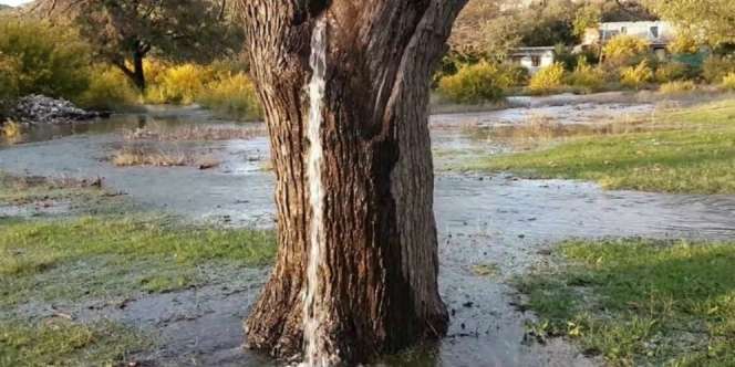 Ajaib, Ada Sumber Mata Air yang Keluar dari Pohon