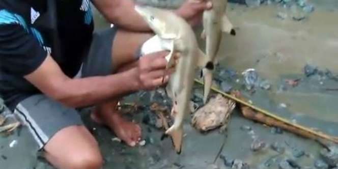 Geger Kemunculan Hiu dan Buaya di Rumah Warga Usai Banjir Sentani