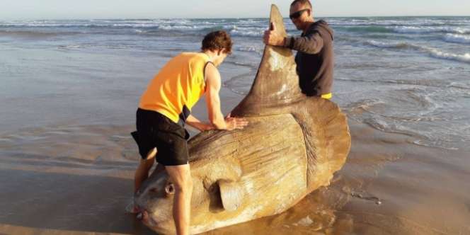 Ikan Raksasa Aneh Terdampar di Pantai, Awalnya Dikira Kayu