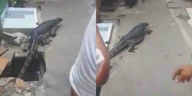 Heboh Biawak Sebesar Komodo Keluar dari Got Rumah Warga di Tambora