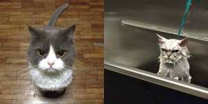 Lucunya Ekspresi Kucing Kala Marah, Jangan Berani Macam-Macam!
