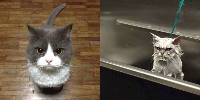 Lucunya Ekspresi Kucing Kala Marah, Jangan Berani Macam-Macam!