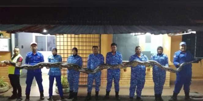 Ular Sanca Dibekuk Usai Bergelut 4 Jam, Ukurannya Sebesar Anaconda!