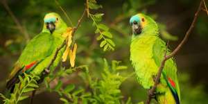 Burung Beo Sudah Kecanduan Opium, Petani Begadang Jaga Ladang