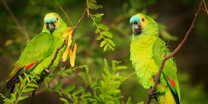 Burung Beo Sudah Kecanduan Opium, Petani Begadang Jaga Ladang