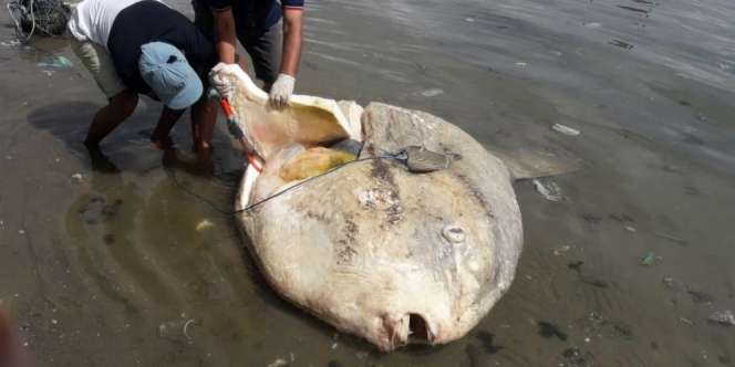 Ikan Purba Mola-mola Muncul di Ambon, Ada Benda Misterius di Dalam Perut