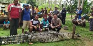Aksi Nekat Warga Gorontalo, Tangkap Buaya 500 Kg Hanya Pakai Tali