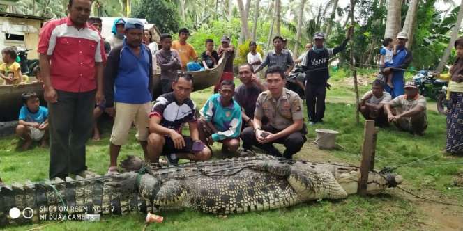 Aksi Nekat Warga Gorontalo, Tangkap Buaya 500 Kg Hanya Pakai Tali