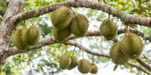 Innalillahi, Petani Tewas Tertimpa Durian Jatuh