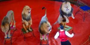 Ngamuk, Singa Sirkus Serang Pawang