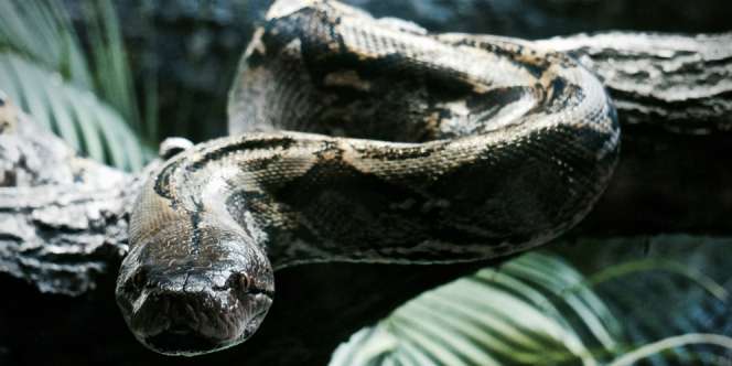 Geger Ular Raksasa di Kawasan Wisata Religi Sunan Bonang