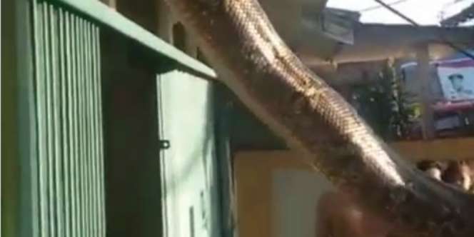 Geger Ular Piton di Plafon Rumah Warga