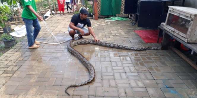 Sungai Cikeas Meluap, 14 Ular Sanca Panjang 4 Meter Hantui Warga