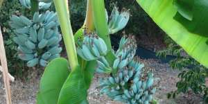 Ada Pisang Biru yang Rasanya Seperti Es Krim Vanila