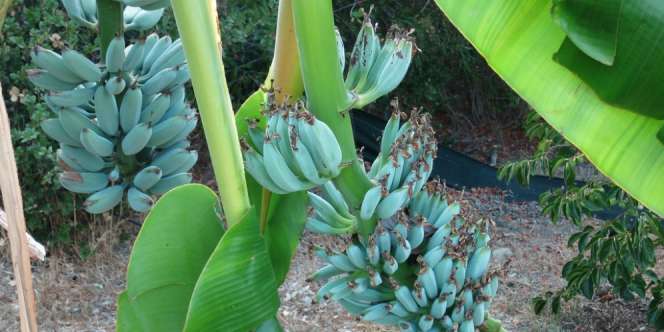 Ada Pisang Biru yang Rasanya Seperti Es Krim Vanila