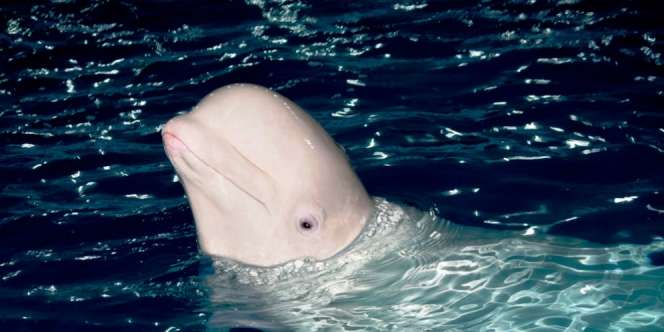 Nelayan Temukan Paus Beluga Mencurigakan, Senjata Rahasia Rusia?
