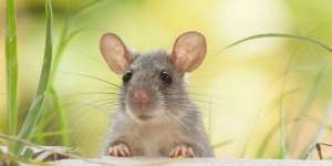 Tangkap Seekor Dibayar Rp10 Ribu, Ada Tikus Seukuran Kucing