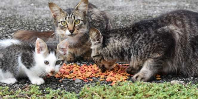 Separuh Gaji Juru Parkir Ini Diberikan untuk Kucing Liar