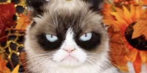 Netizen Bersedih, Kucing Berwajah Galak Grumpy Cat Telah Pergi Selamanya