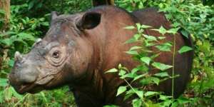 Badak Sumatra Jantan Terakhir di Malaysia Mati